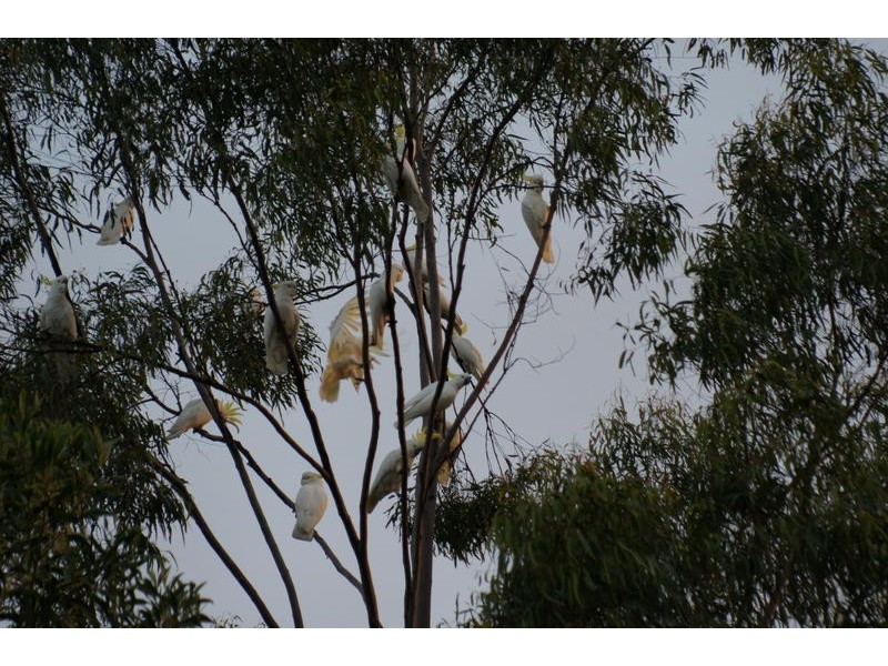 148 Boscombe Road, Brookfield QLD 4069